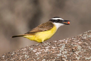 Great Kiskadee,  Pitangus sulphuratus, Calden forest, La Pampa, Argentina