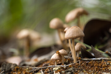 Psilocybe bohemica, psychedelic mushroom, magic shrooms