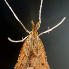 moth on a tree