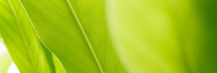 Green leaves with morning sunlight Natural green leafy plants are used as background The green cover represents nature.