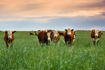 Countryside landscape with cows grazing, La Pampa, Argentina