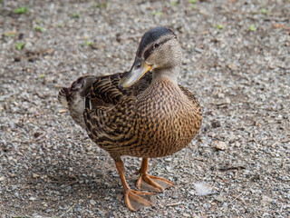 Coy female Mallard duck aka Anas platyrhynchos. Cute closeup.