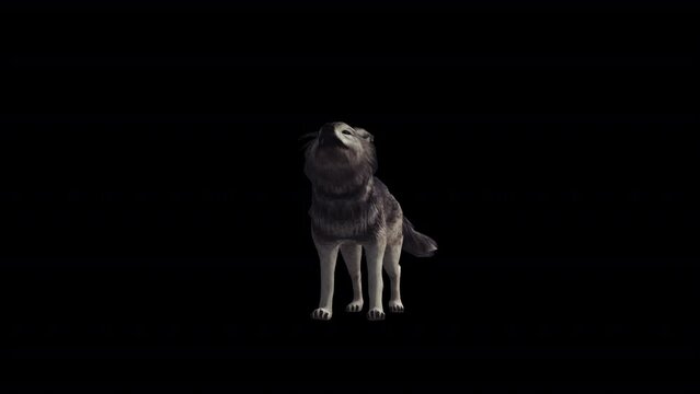 Wolf Howling animation in 3d
