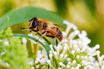 Close-up of a bee cropped on a bright flower against green background