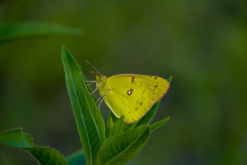 beautiful orange sulfur butterfly, on a green background