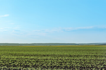 sown fields against a blue sky background