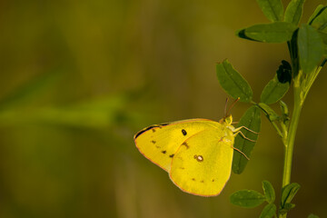 beautiful orange sulfur butterfly, on a green background