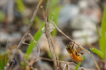 Close-up of a honeybee on a dry twig, showcasing nature's intricate details and biodiversity