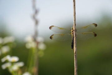 Close-up macro shot of a delicate dragonfly perched on a thin stem with soft bokeh background and...