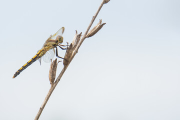 Dragonfly Perched on a Dried Plant Stem Against a Light Sky