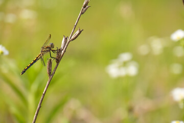 A symbol of wild summer, a golden-hued dragonfly pauses on a dry twig with a beautiful bokeh background of a green field