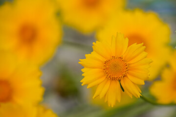 Large-Flowered Tickseed bloom during autumn