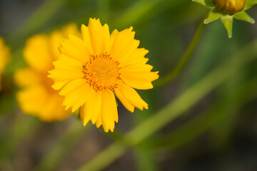 Coreopsis is a genus of flowering plants in the family Asteraceae. Common names include calliopsis...