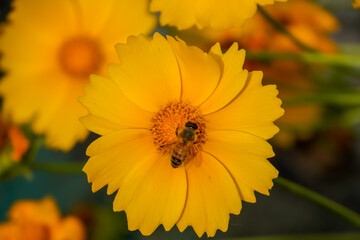 A yellow and orange bee on a yellow coreopsis flower
