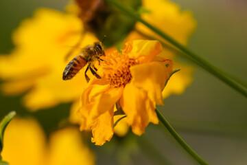 A yellow and orange bee on a yellow coreopsis flower