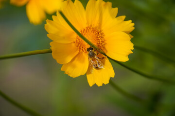 A yellow and orange bee on a yellow coreopsis flower