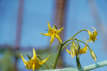 Close-up of Delicate Tomato Flowers Blooming Against a Blurred Blue Sky in Garden