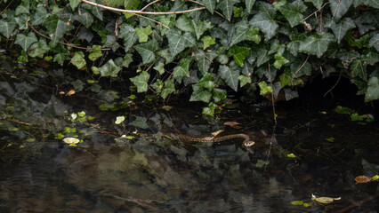 Young Grass snake swimming in river. Aka ringed snake, water snake, Natrix natrix.