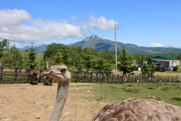 ニセコ ダチョウ牧場とニセコアンヌプリ