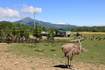 ニセコ ダチョウ牧場とニセコアンヌプリ