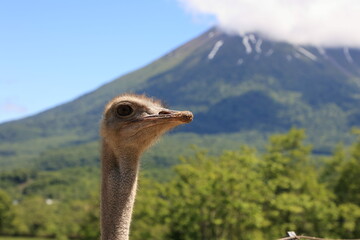 ニセコ ダチョウ牧場と羊蹄山