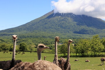 ニセコ ダチョウ牧場と羊蹄山
