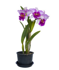 Pink cattleya orchid plant with full bloom flower in pot isolated on white background for...