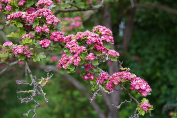 A single branch of an English Hawthorn Tree in full bloom with a soft background- taken in the Spring 2023 in England