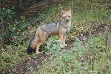 Zorro gris patagónico  hembra, adulta fotografiado en el Parque Nacional Nahuel Huapi, rio negro...