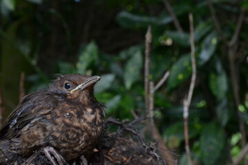 blackbird in the grass