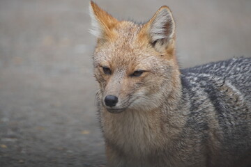 Zorro gris patagónico  hembra, adulta fotografiado en el Parque Nacional Nahuel Huapi, rio negro Argentina mientras paseaba con su cria. El zorro gris habita en la cordillera de Los Andes