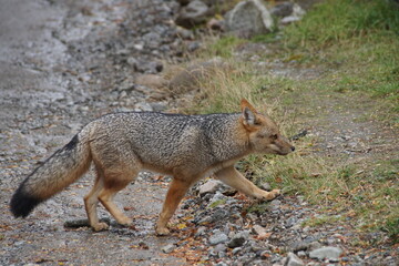 Zorro gris patagónico  hembra, adulta fotografiado en el Parque Nacional Nahuel Huapi, rio negro Argentina mientras paseaba con su cria. El zorro gris habita en la cordillera de Los Andes