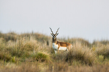 Male Blackbuck Antelope in Pampas plain environment, La Pampa province, Argentina