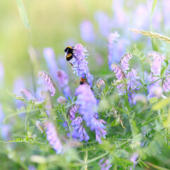 Hummel auf einer lila Vogel-Wicke, Blüte und Insekt, Nahaufnahme, close-up