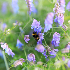 Hummel auf einer lila Vogel-Wicke, Blüte und Insekt, Nahaufnahme, close-up