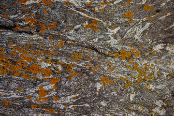 Background close-up rock covered with moss