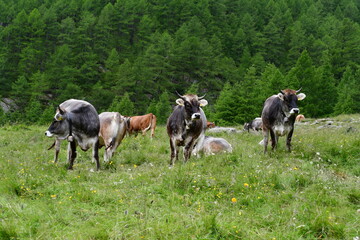 K&uuml;he auf der Weide im Pfossental in S&uuml;dtirol 
