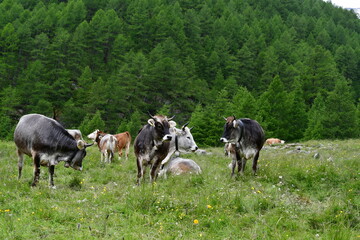 Kühe auf der Weide im Pfossental in Südtirol 