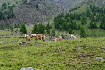 Haflinger Pferde auf der Weide im Pfossental in Südtirol 