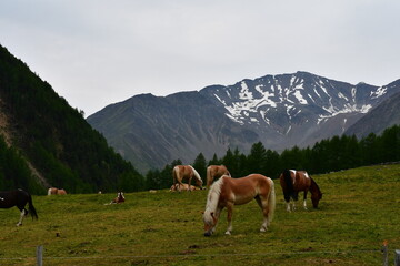 Fototapeta na wymiar Pferde auf der Weide und Berge im Pfossental in Südtirol 