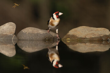 European goldfinch or simply the goldfinch - Carduelis carduelis on stone at dark background with reflection on water. Photo from Kisújszállás in Hungary.