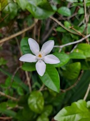 flower in the garden