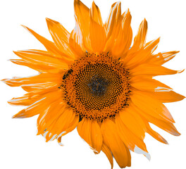 sunflower isolated on white - obrazy, fototapety, plakaty