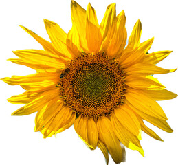 sunflower isolated on white - obrazy, fototapety, plakaty
