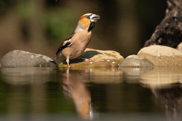 Obraz premium Hawfinch - Coccothraustes coccothraustes drinking water with reflection. Photo from Kisújszállás in Hungary.