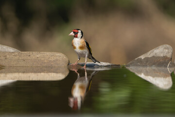 European goldfinch or simply the goldfinch - Carduelis carduelis on stone at dark background with...