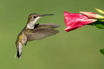 Ruby-throated Hummingbird