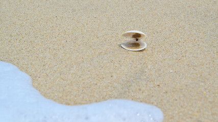 Fototapeta na wymiar Seashell on the beach. 