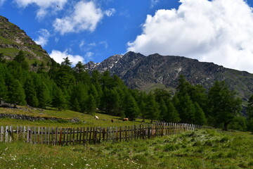 Fototapeta na wymiar Schöne Landschaft mit Kühen auf der Weide im Pfossental in Südtirol 