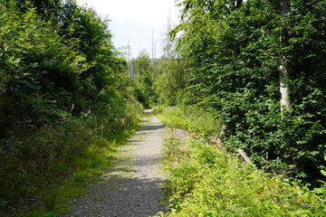 Obraz premium Wanderweg bei Scharzfeld im Harz